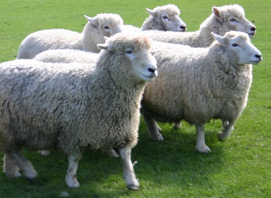 ウールニットタートルドルマンセーター / オーガニックコットン – PRISTINE